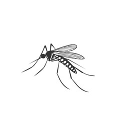 "Detailed Black and White Mosquito Illustration &ndash; Scientific Entomology Artwork"