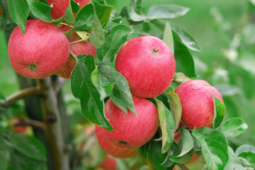 Ripe Apples in the Apple Orchard before Harvesting. Big Red delicious Apples Hanging from a Tree Branch in the Fruit Garden at Fall Harvest. Basket of Apples. Autumn Cloudy Day, Soft Shadow. 4K
