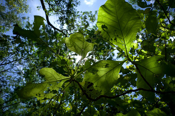 Teak (Tectona grandis) green leaves eaten by caterpillars and grasshoppers