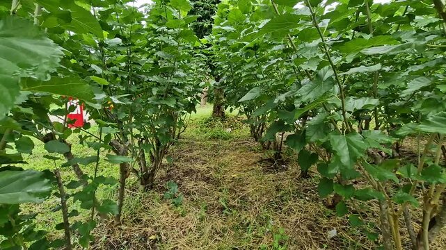 Lush green mulberry trees in a well-maintained plantation, specifically cultivated for feeding silkworms in the sericulture industry. This video captures the essence of silk production.