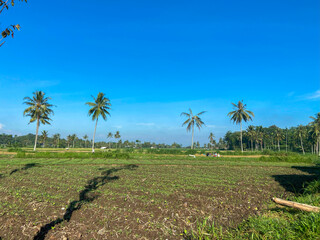 Tropical rice field with coconut palm tree and blue sky.