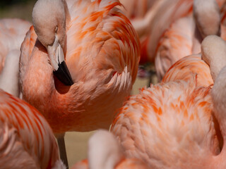 Chilean Flamingos (Phoenicopterus chilensis)