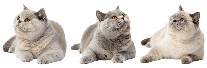 Three british shorthair cats lying down isolated on transparent background
