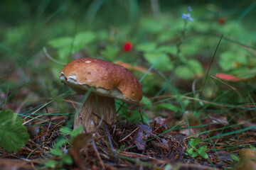orange cap boletus