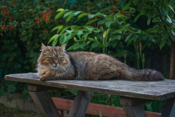 Obraz premium cat in the garden
