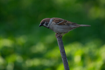 sparrow sitting on a branch