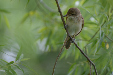 Great Reed Warbler on a branch
