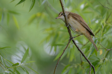 Great Reed Warbler on a branch