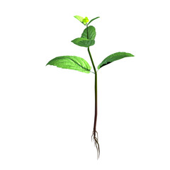 A young green plant with leaves and roots, symbolizing growth and nature.