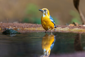 Orange-Headed thrush in waterpond