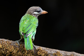White-cheeked barbet seating on tree branch. 