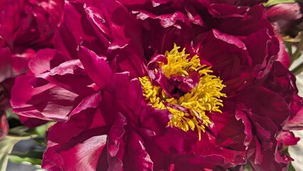 Close-up of a vibrant dark red peony blossom with yellow center in a sunny garden environment