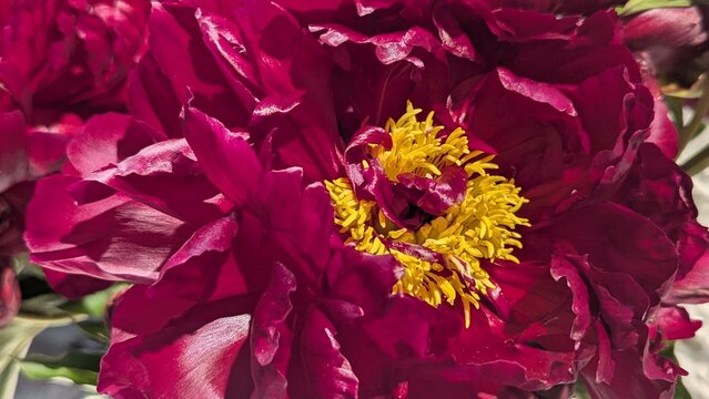 Close-up of a vibrant dark red peony blossom with yellow center in a sunny garden environment