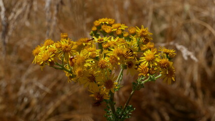 Le téléphore et le séneçon