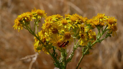 Le téléphore et le séneçon