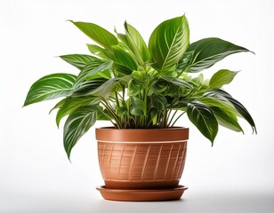 house plant in a pot isolated on white background