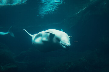 Obraz premium Sea creatures are always fascinating