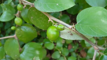 Ziziphus mauritiana or Bidara fruit on a plant in the garden. Also known as widara, Indian jujube, Indian plum, Chinese date, Chinese apple, ber and dunks.
