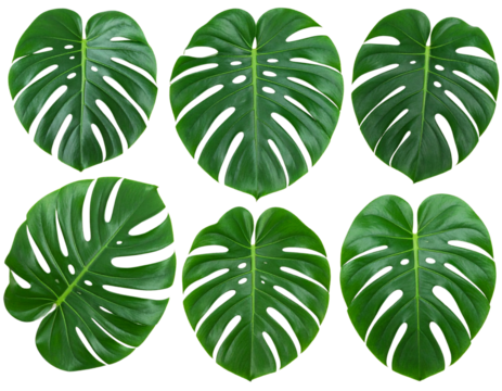 Collection of Green Tropical Monstera Leaves with Natural Shadows, Isolated on Transparent Background - Powered by Adobe