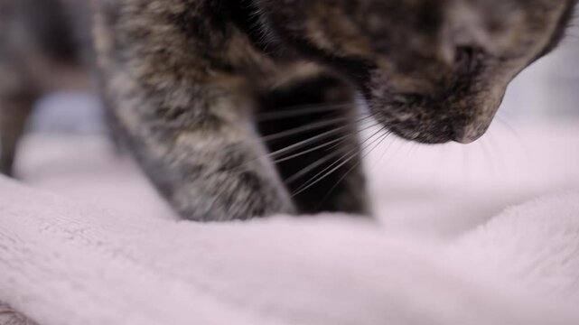 Cat making biscuits on bed blanket 4k
