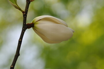 Coptosapelta diffusa with candle-shaped flower buds and glossy green leaves
