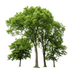 Group of trees with lush green leaves isolated on transparent background