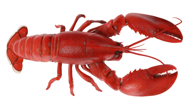 Vivid red lobster captured from above on crisp white background, perfect for culinary art and design layouts