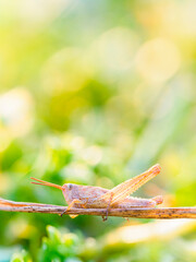 Grasshopper resting on a twig in a lush Swedish summer landscape with blurred greenery in the background