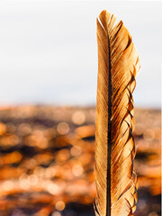Bird feather resting on beach sand in Sweden, reflecting sunlight and showcasing nature's beauty during the serene coastal landscape