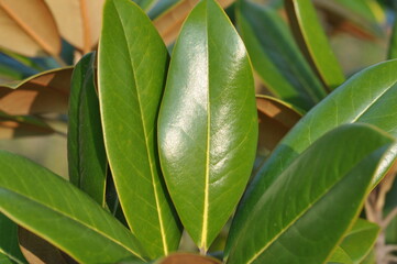 Magnolia grandiflora Series with Full Tree, Blooming Flower, and Glossy Leaves

