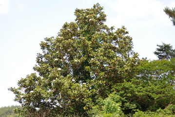 Magnolia grandiflora Series with Full Tree, Blooming Flower, and Glossy Leaves

