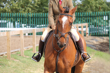A Horse Being Ridden on a Show Jumping Field.