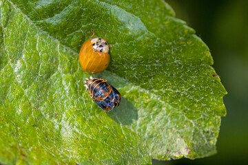 top view macro of a multicoloured Asian lady beetle pupa and adult side by side in sunlight 