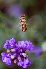 an orange black marmelade hoverfly with large red compound eyes flies towards the purple blossoms of lavender in the sunlight