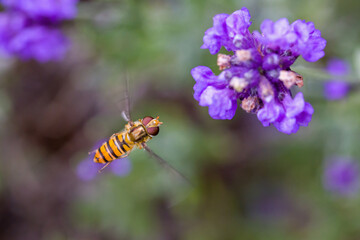 an orange black marmelade hoverfly with large red compound eyes flies towards the purple blossoms of lavender in the sunlight