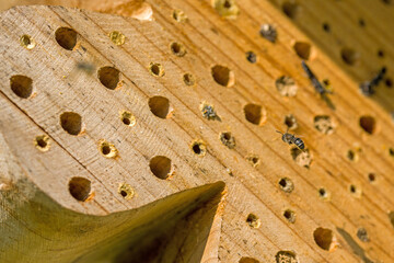 a wild bee heriades flies to her nest hole at a bee hotel