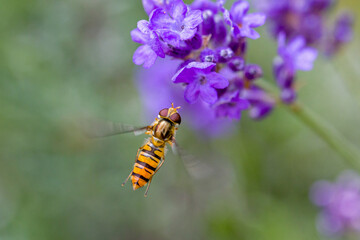 an orange black marmelade hoverfly with large red compound eyes flies towards the purple blossoms of lavender in the sunlight