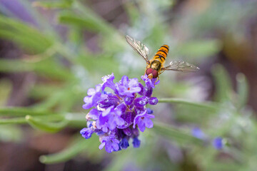 an orange black marmelade hoverfly with large red compound eyes on the purple blossoms of lavender in the sunlight