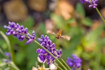 an orange black marmelade hoverfly with large red compound eyes flies towards the purple blossoms of lavender in the sunlight