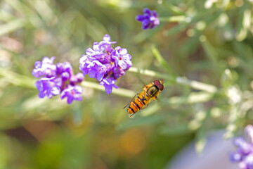 an orange black marmelade hoverfly with large red compound eyes flies towards the purple blossoms of lavender in the sunlight