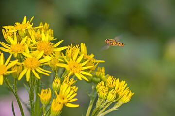 an orange black marmalade hoverfly with large red compound eyes flies towards the yellow blossoms of the ragwort in the sunlight