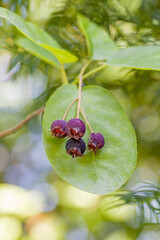 a group of red ripe berrys and green leafs of the juneberry with blurred background