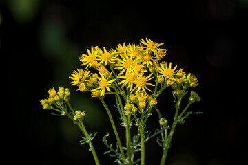 a bundle of yellow flowering common ragwort in sunlight with black background