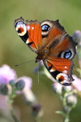 Tagpfauenauge (Aglais io) auf einer Distelblüte sitzend