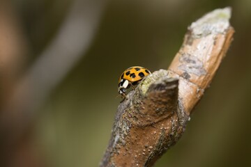 Ladybird crawling on a tree.