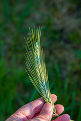 a farmer's hand examines the still green ear of rye in the sunlight with blurred dark background