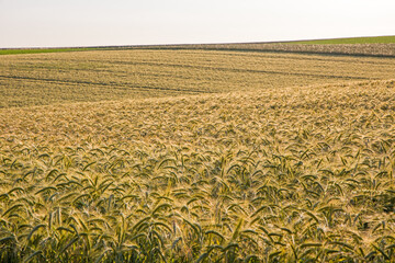a cereal field with ears of rye in the golden sunlight