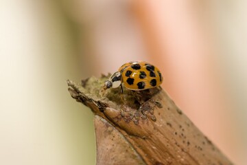 Ladybird on a broken twig.