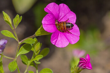 a western honeybee (Apis mellifera) in the pink blossom of the petunia in the sunlight
