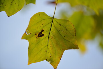 Liriodendron tulipifera Series Featuring Tree, Flower, Leaf, Fruit, and Seed

